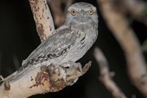 Images Dated 6th April 2006: Tawny Frogmouth Three subspecies in Australia inhabiting open woodland and most other habitat types