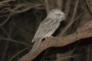 Images Dated 6th April 2006: Tawny Frogmouth Three subspecies in Australia inhabiting open woodland and most other habitat types