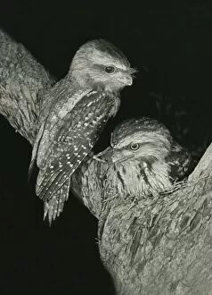 Images Dated 18th November 2010: Tawny Frogmouths - pair at their nest in a Jarrah Tree in south-western Australia