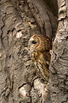 Images Dated 18th May 2013: Tawny Owl