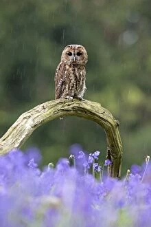 Birds Gallery: Tawny Owl