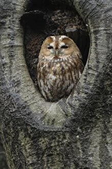 Images Dated 10th November 2010: Tawny Owl - adult resting in tree