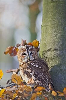 Images Dated 28th November 2010: Tawny Owl - in Autumn woodland - controlled conditions 11515