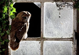 Images Dated 26th October 2008: Tawny owl - in barn window Bedfordshire UK 006386