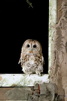 Buildings Collection: Tawny Owl - On barn window frame, captive bred West Wales, UK