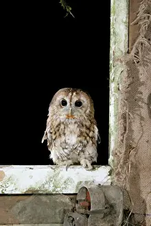 Buildings Prints: Tawny Owl - On barn window frame, captive bred West Wales, UK