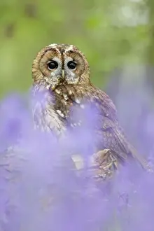 Tawny Owl - in bluebell wood - Bedfordshire - UK 007167