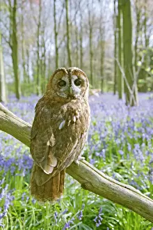 Owls Prints: Tawny Owl - in bluebell wood - Bedfordshire - UK 007261