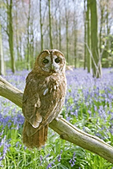 Images Dated 21st April 2009: Tawny Owl - in bluebell wood - Bedfordshire - UK 007261
