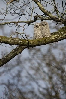 Aluco Gallery: Tawny Owl chicks ( branching )