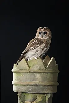 Chimney Prints: Tawny owl - on chimney pot Bedfordshire UK 006490