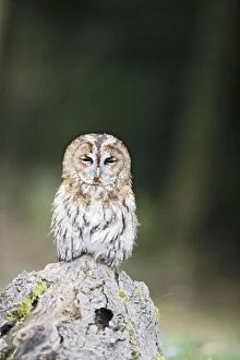 Images Dated 4th April 2009: Tawny owl - dozing on stump - Bedfordshire - UK 006994