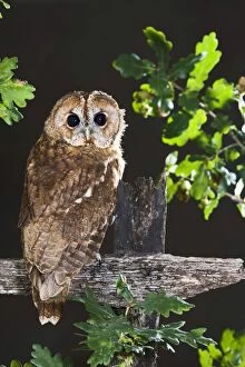 Tawny owl - on fence