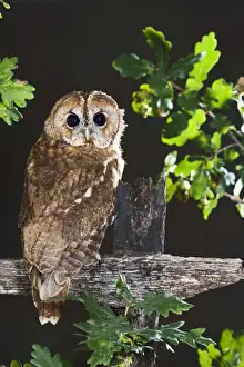 Tawny owl - on fence Bedfordshire UK
