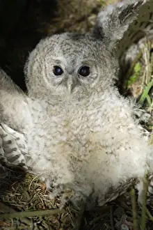 Threat Posture Prints: Tawny Owl - Fledgling on ground in defence pose Northumberland, England