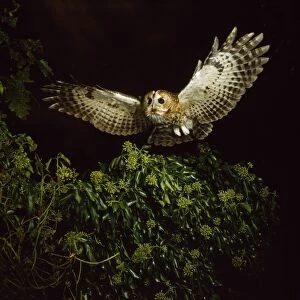 Images Dated 6th March 2008: Tawny Owl - in flight