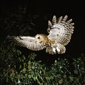 Tawny Owl - in flight