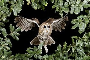 Images Dated 25th August 2008: Tawny owl - in flight head on Bedfordshire uk 006153