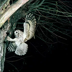 Images Dated 23rd January 2009: Tawny Owl - in flight, towards nest