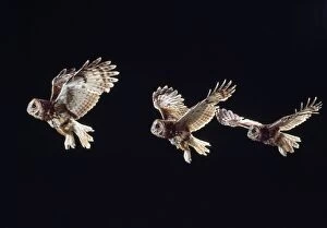 Aluco Gallery: Tawny Owl - in flight - time lapse image