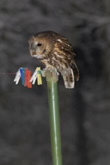 Tawny Owl - in garden at night - perched on clothesline post