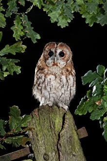 Tawny owl on gate post
