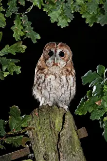 Night Prints: Tawny owl on gate post Bedfordshire UK