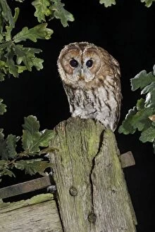 tawny owl - on gate post - hunting