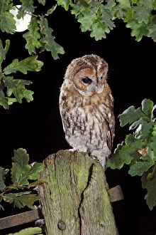 Tawny owl - on gate post - in moonlight