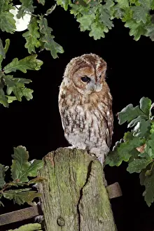 Moon Prints: Tawny owl - on gate post - in moonlight Bedfordshire uk