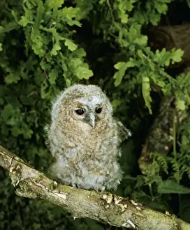 Tawny Owl LB 10320 Baby Strix aluco © Ian beames / ARDEA LONDON