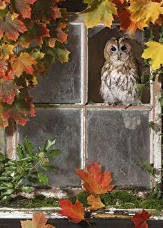 Tawny owl looking out of barn window