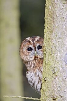 Images Dated 23rd March 2009: Tawny Owl - looking around fir tree