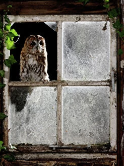 Night Collection: Tawny owl - looking through shed window Bedfordshire UK 006385