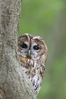 Tawny Owl - looking around tree - Bedfordshire - UK 007119