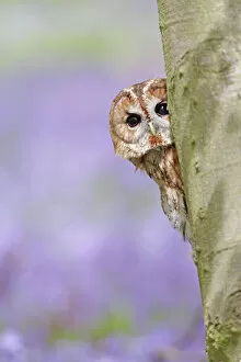 Tawny Owl - looking around tree in bluebell wood