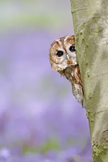 Images Dated 25th April 2009: Tawny Owl - looking around tree in bluebell wood