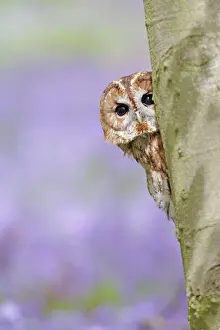 Tawny Owl - looking around tree in bluebell wood - Bedfordshire - UK 007298
