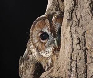 Tawny owl - looks out from hole in tree