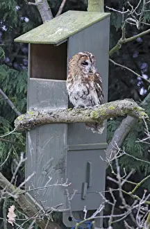 Nest Boxes Prints: Tawny Owl - near nest box - Bedfordshire - UK 006966