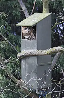 Nest Boxes Prints: Tawny Owl - in nest box - Bedfordshire - UK 006963