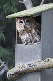 Nest Boxes Prints: Tawny Owl - in nest box - Bedfordshire - UK 006964