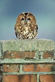 Images Dated 24th February 2009: Tawny Owl - nesting in chimney, Lower Saxony, Germany