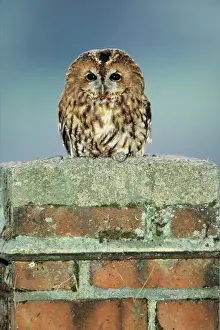 Chimney Prints: Tawny Owl - nesting in chimney, Lower Saxony, Germany
