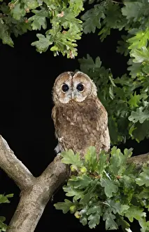 Tawny owl - on oak branch Bedfordshire UK