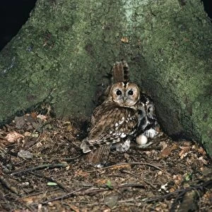 Aluco Gallery: Tawny Owl - pair at nest on ground with egg - male