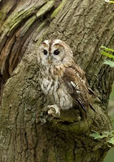 Images Dated 6th August 2012: Tawny Owl - perched on a small branch on the side of an oak tree - August - Cannock Chase