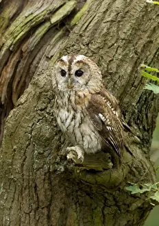 Cannock Chase Prints: Tawny Owl - perched on a small branch on the side of an oak tree - August - Cannock Chase - Staffordshire- England