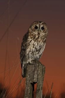 Images Dated 9th September 2009: Tawny Owl - on post at sunset