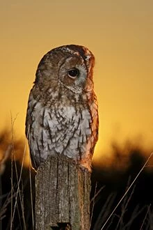 Images Dated 9th September 2009: Tawny Owl - on post at sunset - Bedfordshire UK 008103